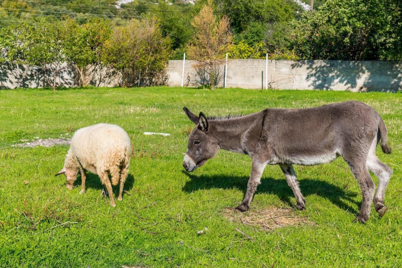 Luki Home Dubrovnik Dış mekan fotoğraf